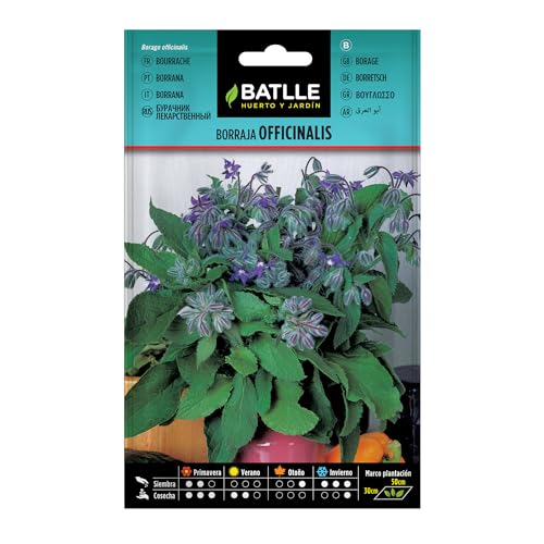 Batlle, Borraja officinalis