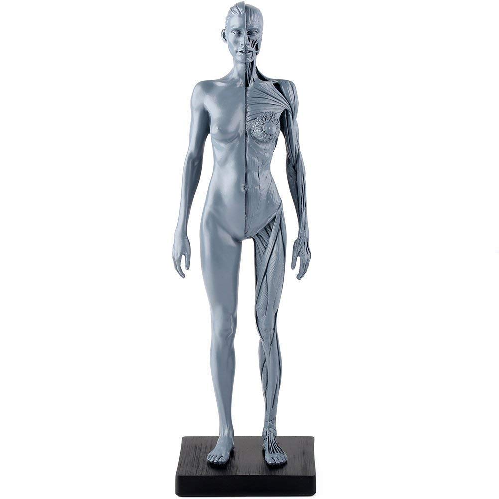 Amazon.co.jp: 30CM女性人体模型 半分筋肉 アクセサリー : 産業・研究