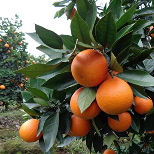 Saterkali Semi di Albero di Arancio, 30 Pezzi di Semi di Albero di Arancio Frutta in Vaso Bonsai Giardino di agrumi Pianta da Esterno per Interni Semi d'arancia#