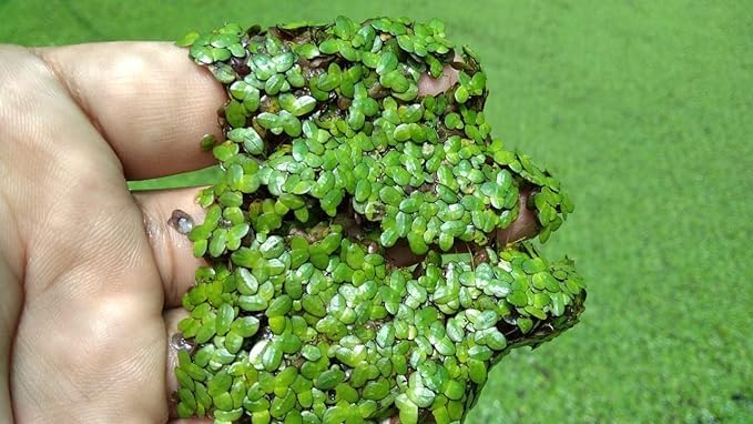 Duckweed (Lemna Minor) Live Plant PSCK OF 300 (B0CVV6R9ZH) Amazon Price History, Amazon Price Tracker
