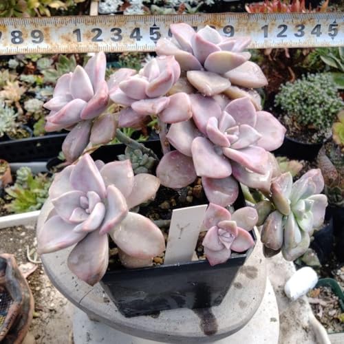 多肉植物 ライト 観葉植物」の人気商品一覧 | 安い商品を通販サイト