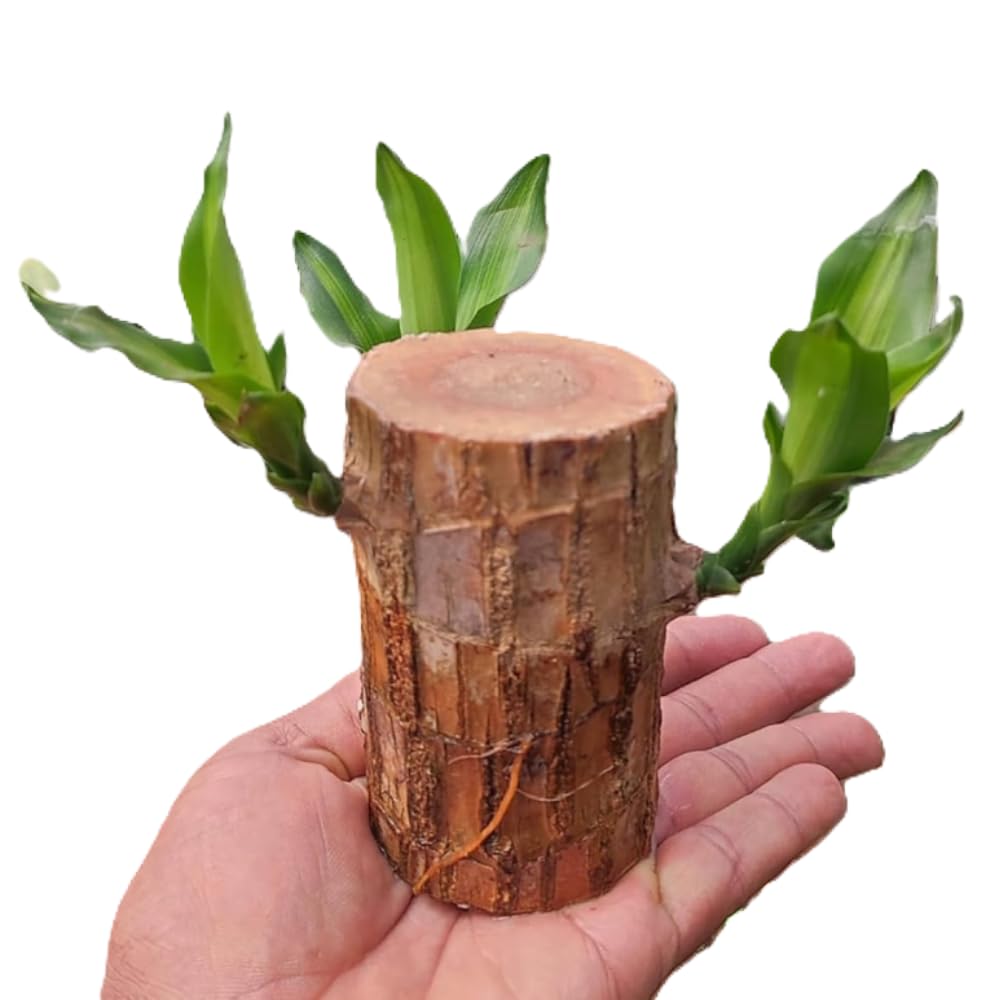 Green Brazilian Wood Lucky Live Imported Plant | Go Green Good luck Bamboo Wood Plant | Healthy Indoor Living Brazilian Wood Plant for Home and Office Decoration | Feng Shui(Without Pot Pack of 1) (B0DGDN9849) Amazon Price History, Amazon Price Tracker