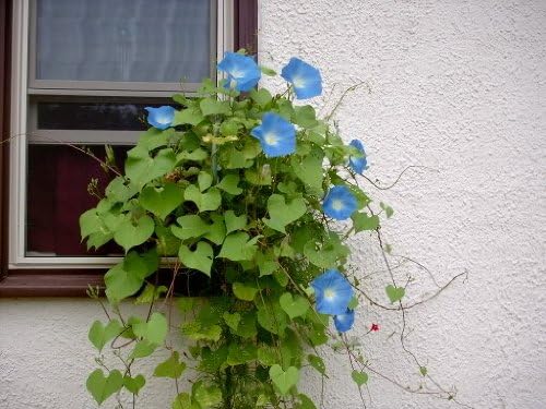 Miniatura 4 de 50 semillas de flores de vid tricolor de Imopea Gloria de la mañana azul celestial