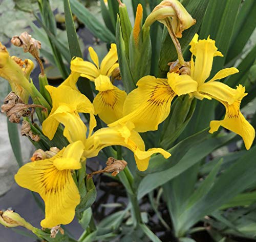 Yellow Flag Iris Seeds,100 PCS-Majestic Iris Pseudacorus Pond Plant Seeds,Home Garden Flower Decoration