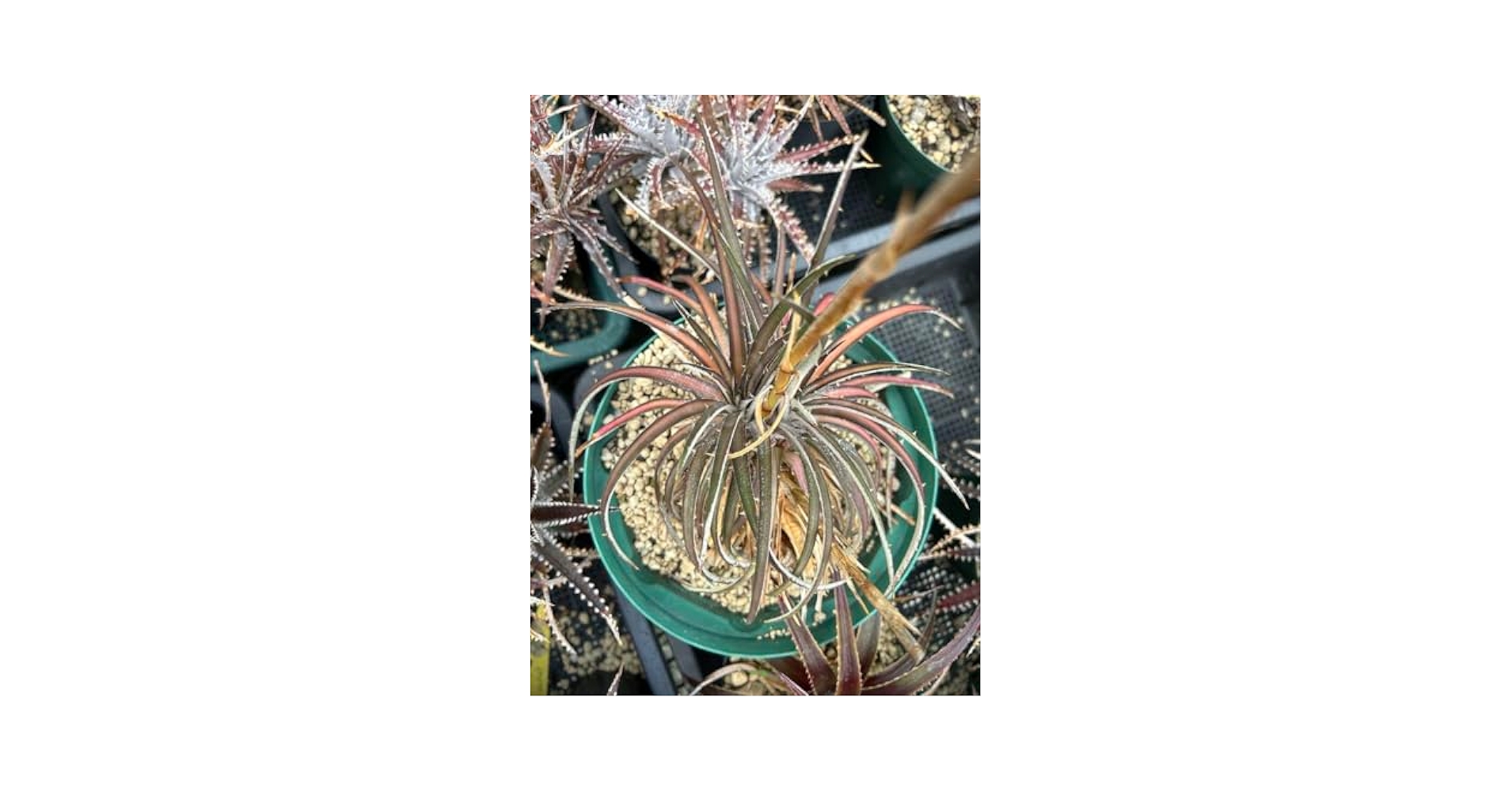 斑入り 原種 野生株 ディッキア オーロラ Dyckia Aurola ⑵ 斑入り 原種 野生株 ディッキア オーロラ Dyckia Aurola ⑵ 2025