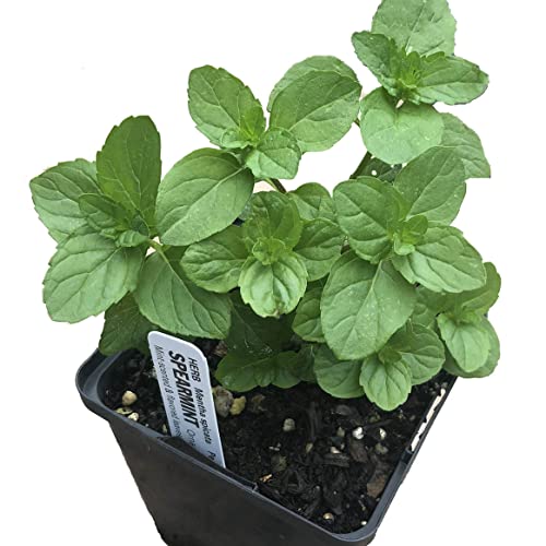 Organic Mint Plant, Spearmint Plant, (Mentha spicata) in 2.5-inch Pot - Excellent for Tea, Perennial Herb, Companion Plant