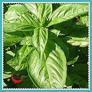 10 Pezzi Mini Blue Seed Sago Cycas Bonsai Revoluta pianta dei Bonsai Albero in Vaso Fiore per Articoli Giardino Domestico di DIY casa: 7: Only Seeds