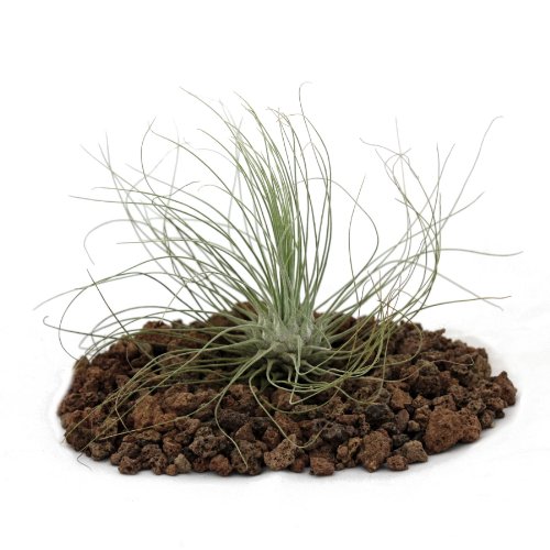 Tillandsia argentea, planta suelta