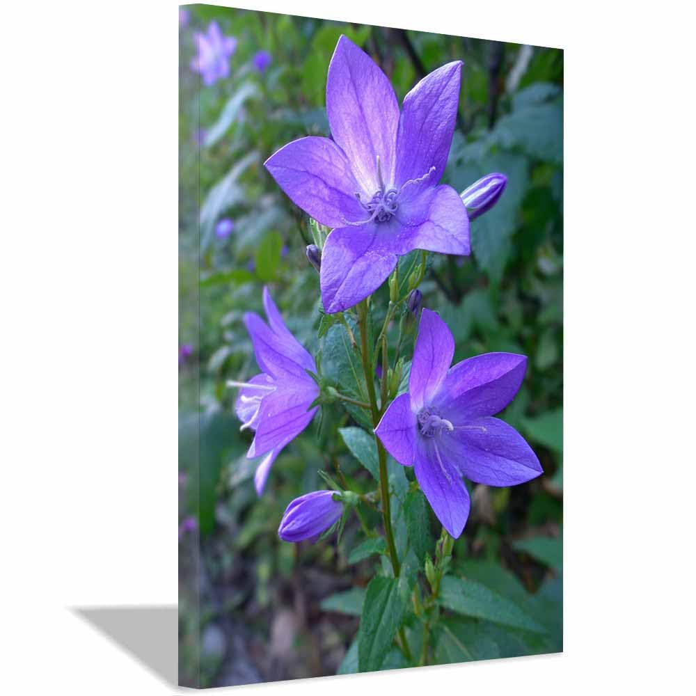 CUDAOO Semplice arte botanica Stampe su Canvas Fiori viola a campana per Camera da Letto Agriturismo Soggiorno Bagno(viola)-60x90cm Incorniciato