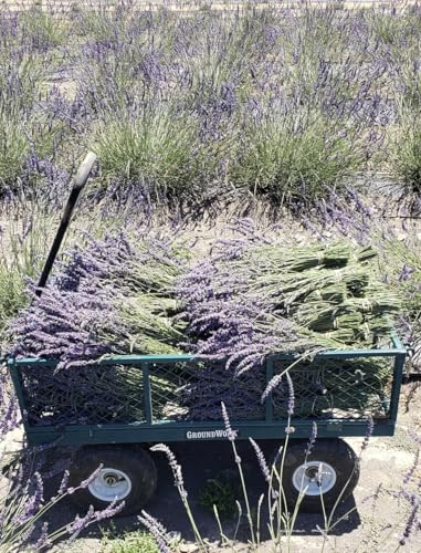 Ramos de Lavanda Natural Secada para Manualidades 10 Unidades miniatura 5