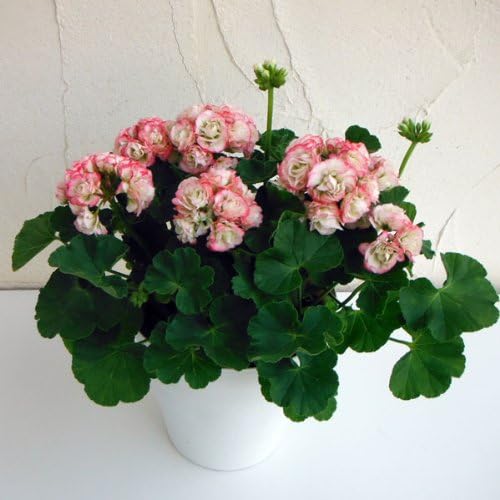 Amazon ゼラニウム アップルブロッサム ローズバッド5号鉢植え 八重咲きのゼラニウム 観葉植物 オンライン通販