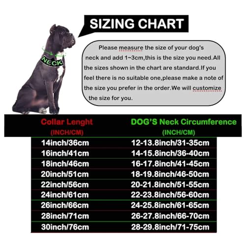 Collier chien or 32mm idéal pour les balades du Cane Corso et Bully - 8