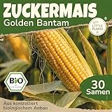 Little Plants BIO Mais Samen 30 Maissamen Golden Bantam Zuckermais Gemüsesamen für Gemüsegarten Samenfest Gemüse Samen für Küche, Balkon und Garten