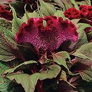 Amazon Com Park Seed Dragon S Breath Celosia Seeds Celosia Flower Seeds Pack Of 10 Seed Patio Lawn Garden