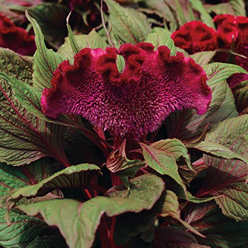 Park Seed Celosia Crested Dracula
