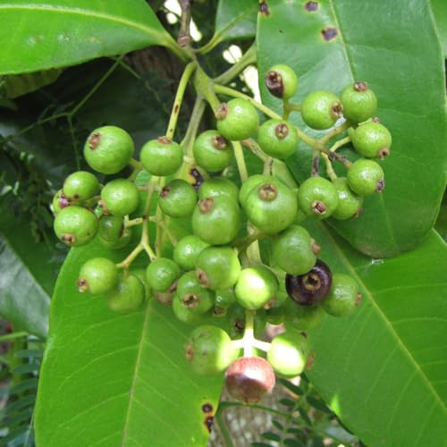 Genérico, Muda de Pimenta da Jamaica 20 a 40cm AMK - Plantas Online
