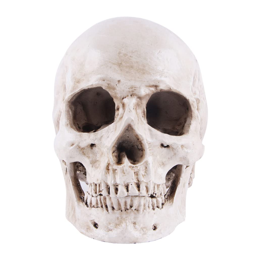 DAGLLGEW Halloween Realistic Skull Anatomical Skeleton Life-size Replica Human Skull Head Bone ModelHalloween Resin FigurineHalloween Skeleton Sculpture StatueHalloween Realistic Head