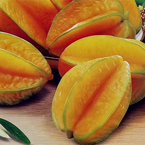 Carambola Seeds Garden Sementes Averrhoa Star Fruit Tree Seeds Woody Plants 50Pcs