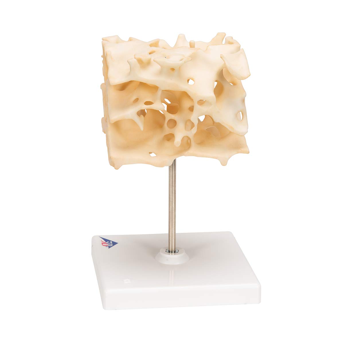 3B Scientific A99 Cancellous Bone (Trabecular/Spongy Bone) - 3B Smart Anatomy