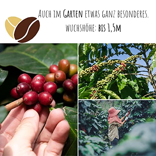 Kaffee Samen (Coffea arabica nana, 8 Korn) - Immergrüner Zwergkaffee Strauch mit wunderschönen Blüten für die Anzucht von eigenen Kaffeebohnen