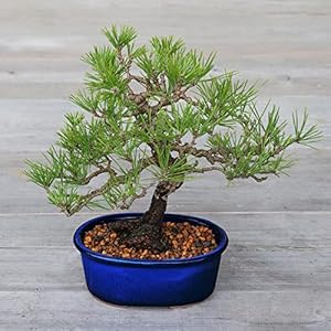 Wazakura Banko Series 2 PCS Blue Bonsai Pot Set with Drainage Holes Made in Japan Ceramic Garden Planter Pack Handmade Glazed Houseplant Bowl