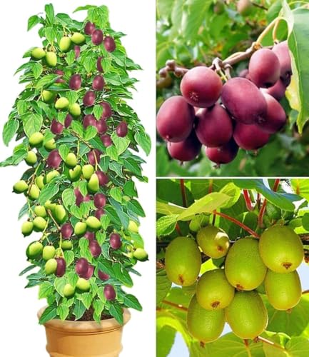 BALDUR Garten 3er DUO-Kiwi-Turm-Kollektion Pflanzen im 9x9 cm-Topf 1 Kens Red + Befruchter Nostino und 1 Issai Pflanze Actinidia arguta winterhart reiche Ernte an Früchten