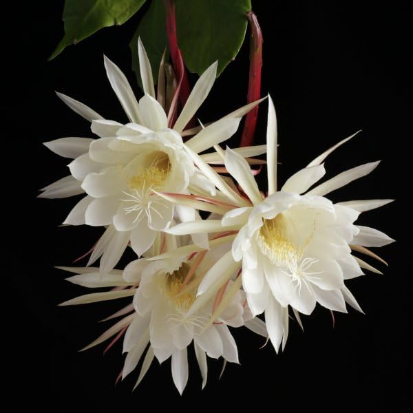 ☆昨年開花しました☆ 月下美人 26 支柱ポット付き 月下美人のあんどん支柱を交換しました。 - 東京小金井市の植木