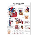 Photo Gallery wall art anatomia umana organi poster e stampe stampate su tela dipinti immagini for la decorazione dell aula della clinica ospedaliera(42) Photo Gallery wall art anatomia umana organi poster e stampe stampate su tela dipinti immagini for la decorazione dell aula della clinica ospedaliera(42)