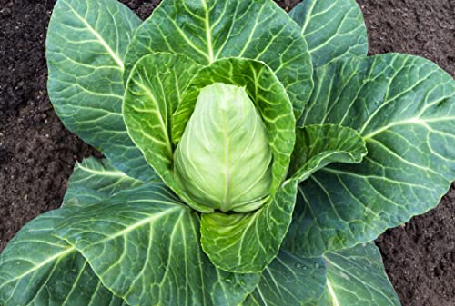 Seedeo® Spitzkohl Express (Brassica oleracea convar. capitata var. alba) ca. 100 Samen BIO
