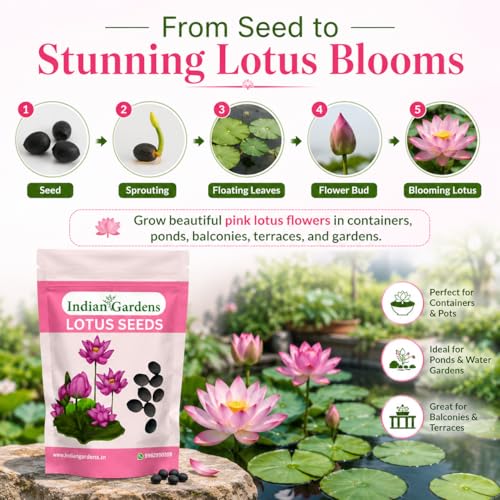 Image of Indian Gardens - Lotus Seeds for Planting | Premium Quality Lotus Flower Seeds | Suitable for Water Gardens, Containers, Ponds & Home Gardening