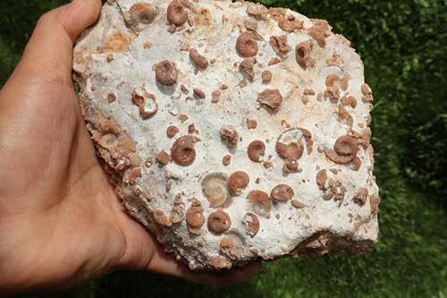 Image of Ammonites & Gastropods Plate Cretaceous Fossils Fossils from Morocco Fossil Rock ammonites Fossil from Morocco A208