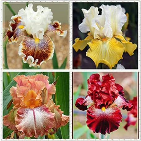Raro Iris bulbi,Iris pianta vera,Piante erbacee perenni,Facile da curare,Decorazione del giardino, bulbi belli e sani(non fiori artificiali)-5 bulbi-A