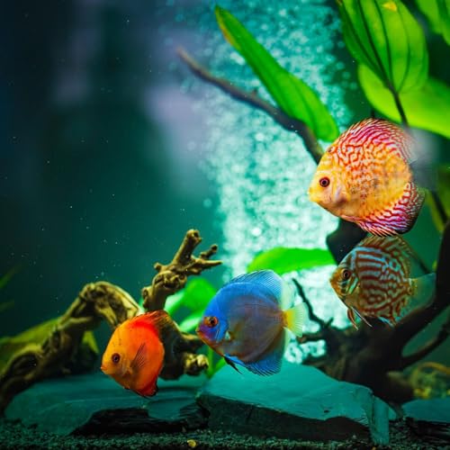 Aquarium Ambience - 10 Hours Sleep Sound Podcast Por  arte de portada