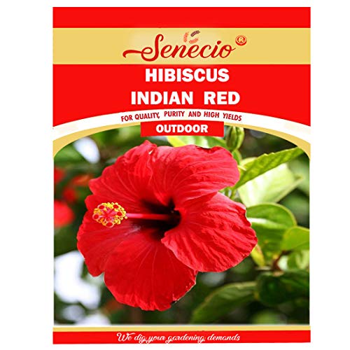 SENECIO � Hibiscus Indian Red Pack of 15 Seeds By Galexia