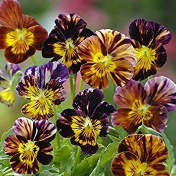  VIOLA CORNUTA PENNELLATA D\'AUTORE NR.100 SEMI