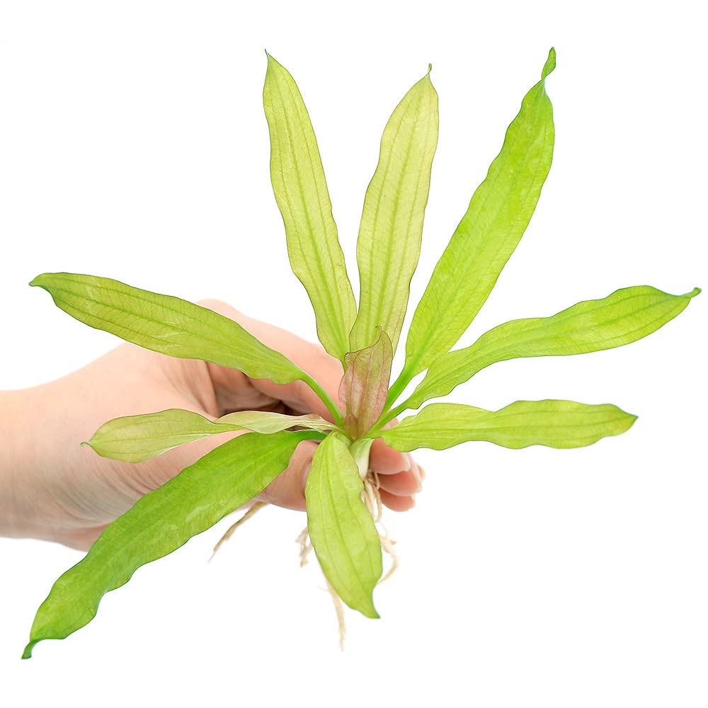 Amazon.co.jp: （水草）エキノドルス トリカラー（水中葉）（無農薬