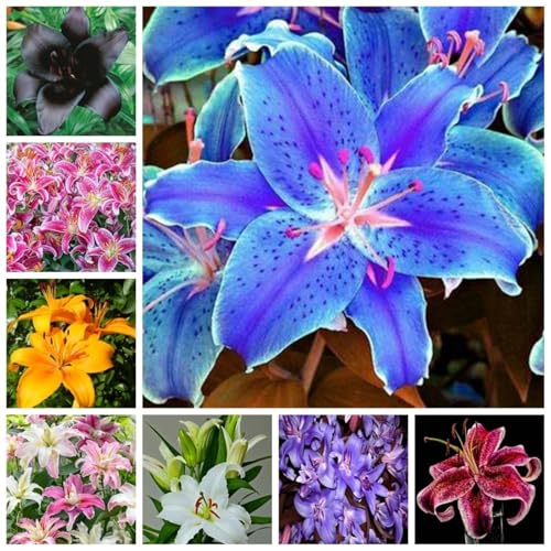 Lilium Candidum bulbi,Giglio bulbi,Profumato,piante erbacee perenni,Perfetto per le vacanze,Da piantare in giardino,lilium bulbi giganti(steli grandi,senza semi,non artificiali)-10bulbi-J