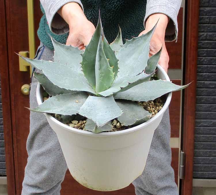 アガベ　オバティフォリア　8号鉢 オバティフォリア陶器鉢ごとお渡し