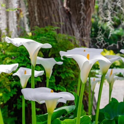 3 piezas cebollas de cala plantas en macetas decoración del alféizar de la ventana planta de cala resistente macetas para plantas de balcón de invernadero plantas de jardín plantas