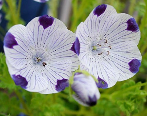 Amazon Com Non Gmo Five Spot Nemophila Maculata Flower Seeds 5 Lbs Patio Lawn Garden