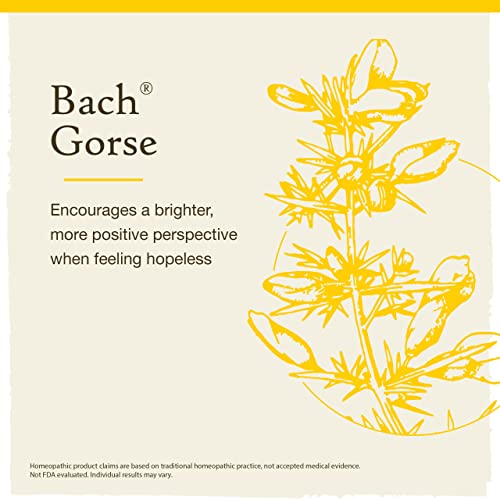 Bach Original Flower Remedies, Beech for Tolerance, Natural Homeo