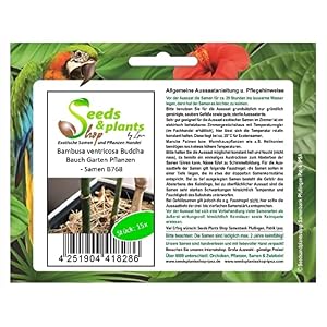 Stk – 15x Bambusa ventricosa Buddha Bauch Garten Pflanzen – Samen B768 – Seeds Plants Shop Samenbank Pfullingen Patrik Ipsa