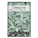 Sow Right Seeds - Lambs Ear Seeds for Planting - Non-GMO Heirloom Packet with Instructions to Grow an Outdoor Flower Garden - Wooly Silver Leaves, Perennial Foliage - Stachys for Rock Gardens (1)