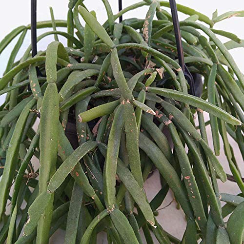 Amazon.co.jp: リプサリス：ミクランサ 5号吊り鉢[多肉植物][nichidori