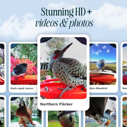 Bird Buddy Solar Smart Bird Feeder with Camera - AI Bird Species Identification, 5MP Photos, 2K HD Video Live Stream Camera, Solar-Powered Charging, 2.8in Focus - Blue