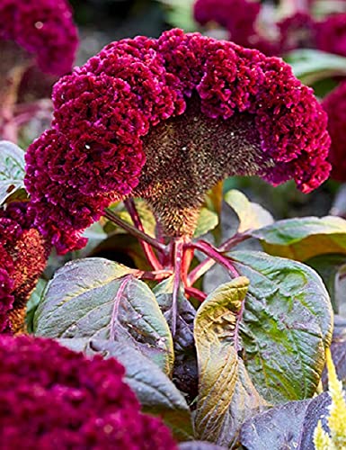 U-GROW INDIA COCKSCOMB FLOWER SEEDS (100 SEEDS/PACKET) (B094RCGB85) Amazon Price History, Amazon Price Tracker
