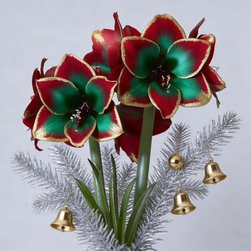 Die Amaryllis hat seltene, mehrfarbige Blüten. Sie ist winterhart, mehrjährig, pflegeleicht und kann als Bonsai gestaltet werden, wodurch sie sehr dekorativ ist.-1 stück-G