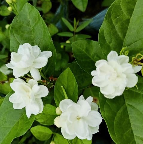 PMK E Store Mogra Jasmine 7 Round Jasmine live plant Indoor & Outdoor Plant Arabian Jasmine White Jasmine live plant
