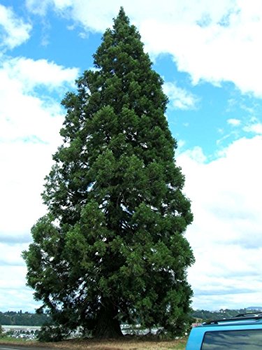Sequoia Gigante, Sequoiadendron giganteum, Albero 30 semi