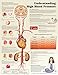 Produktbild Understanding High Blood Pressure